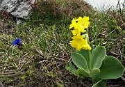 72 E ci godiamo stavolta col sole  anche le primule orecchie d'orso (Primula auricula) 